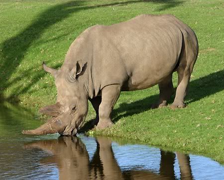 0193-southern-white-rhinoceros.jpg