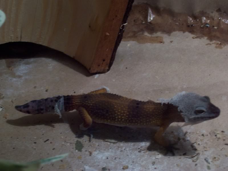 Leopard gecko Leopard gecko in terrarium