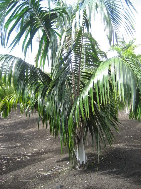 Hawaii1-4-08033.jpg