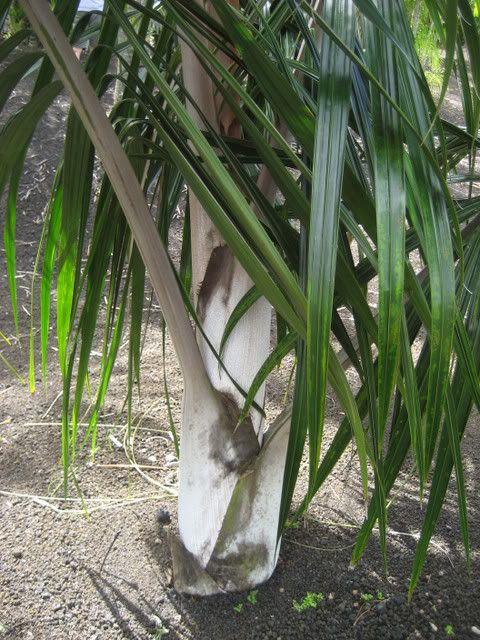 Hawaii1-4-08034.jpg