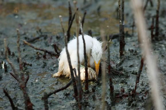A heron dying from the BP oil spill.