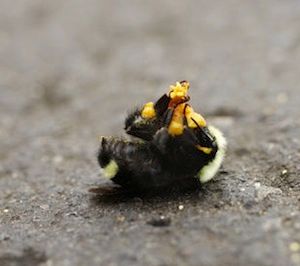 One of the 25,000 dead bumblebees