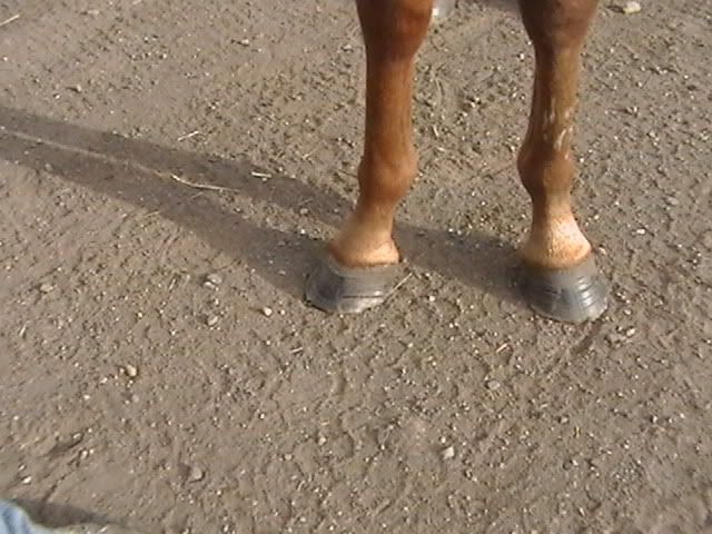 Toed Out Horse