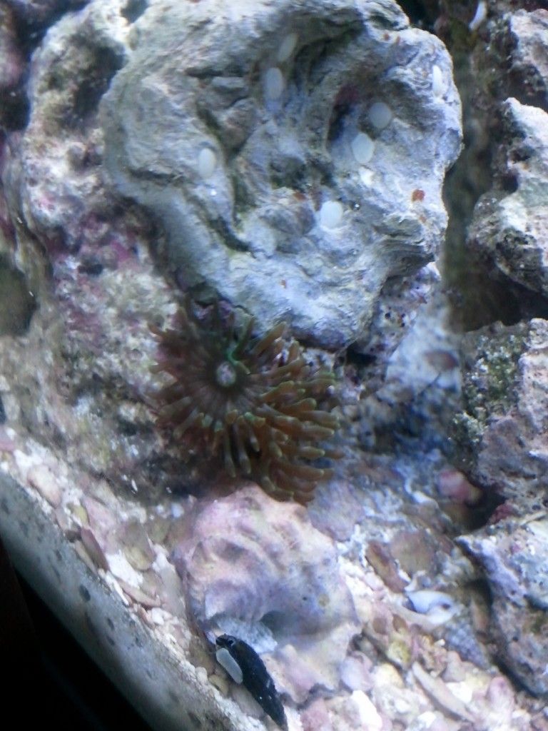 Manjo Anemone