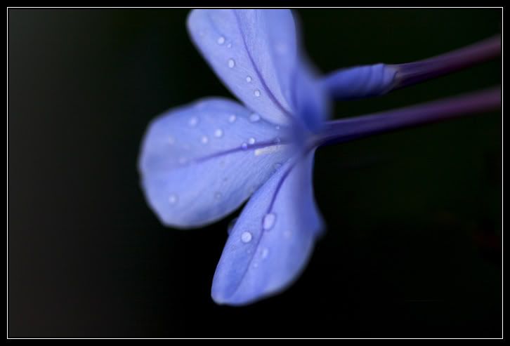 IMAGE: http://i96.photobucket.com/albums/l167/tatigirl34/Photography/blueflowr.jpg