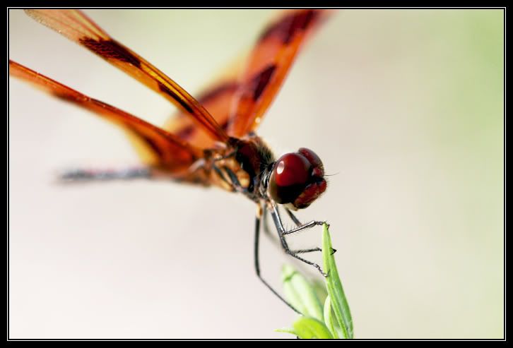 IMAGE: http://i96.photobucket.com/albums/l167/tatigirl34/Photography/dragonfly.jpg