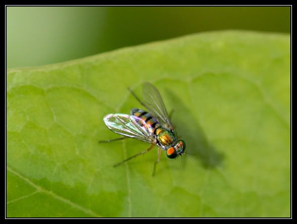 IMAGE: http://i96.photobucket.com/albums/l167/tatigirl34/Photography/fly2.jpg