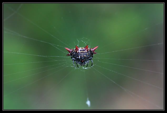 IMAGE: http://i96.photobucket.com/albums/l167/tatigirl34/Photography/spiderweird.jpg