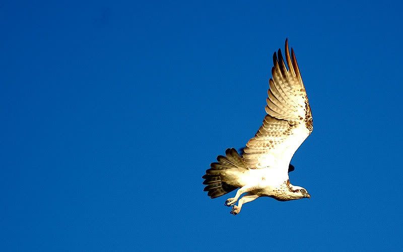 IMAGE: http://i96.photobucket.com/albums/l169/ozimax/Osprey3.jpg