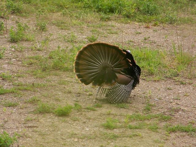 2gobbler12.jpg