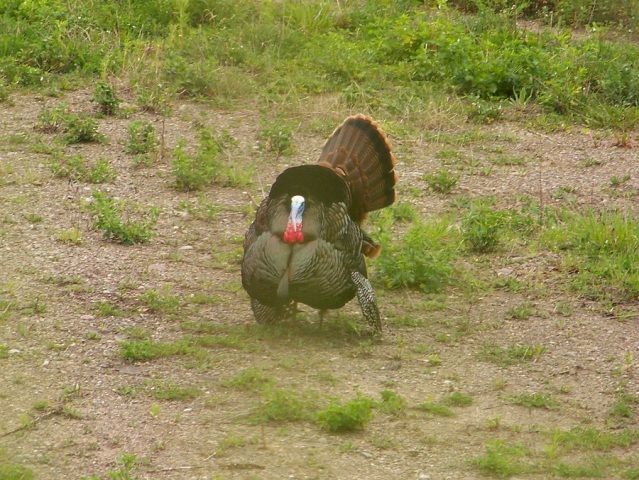 3gobbler12.jpg