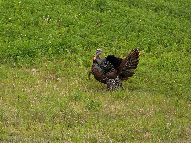 gobbler12.jpg