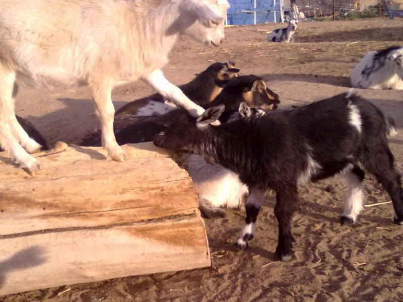 Spring is here ( pix heavy) - Goats
