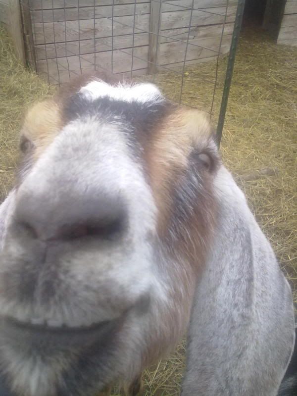 For Patrick....pics you won't want to miss! - Goats