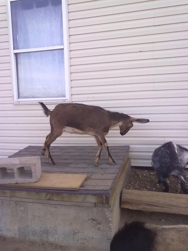 Spring is here ( pix heavy) - Goats