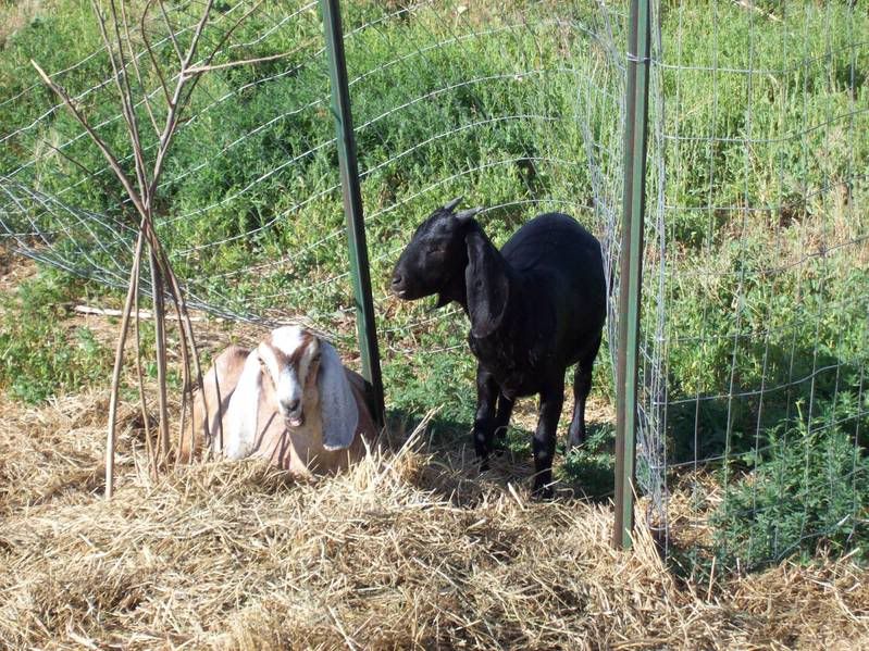 Lets See Em! (your Best Pictures! ) - Goats