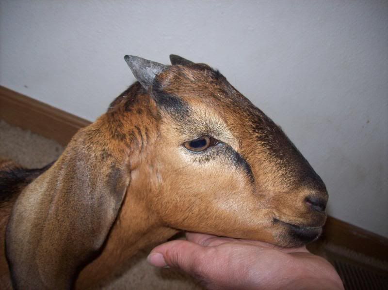 New addition in poor condition - Goats