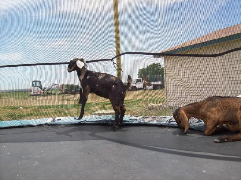 Thoughts on spotted doe. - Goats