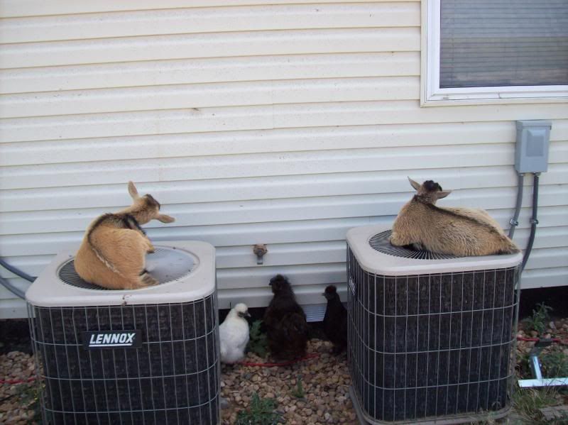 What to do with her?? - Goats