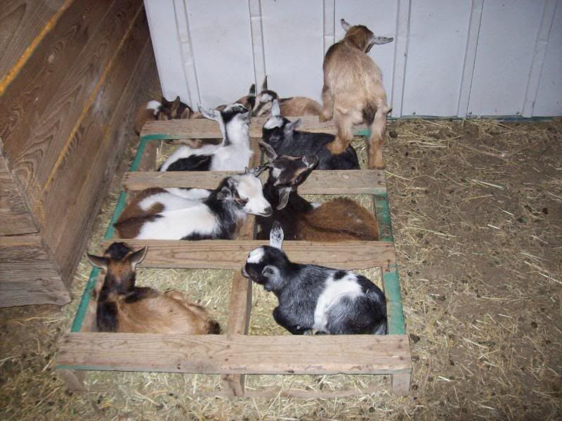 So Would I Like Nigerian Dwarfs? - Goats