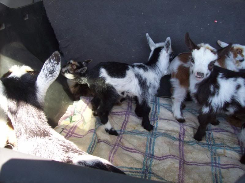 I feel awful, but it is done - Goats