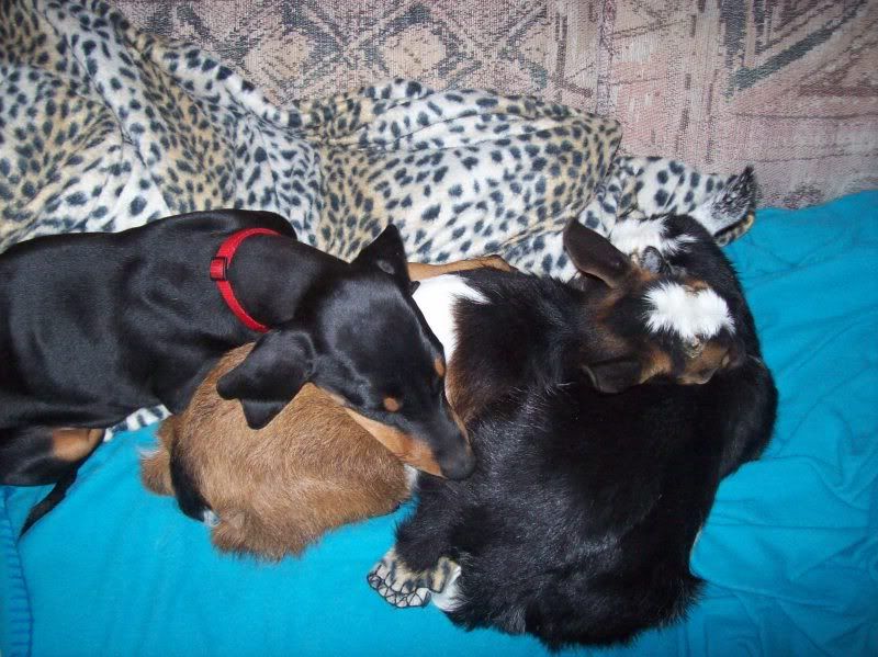 goats in side - Goats