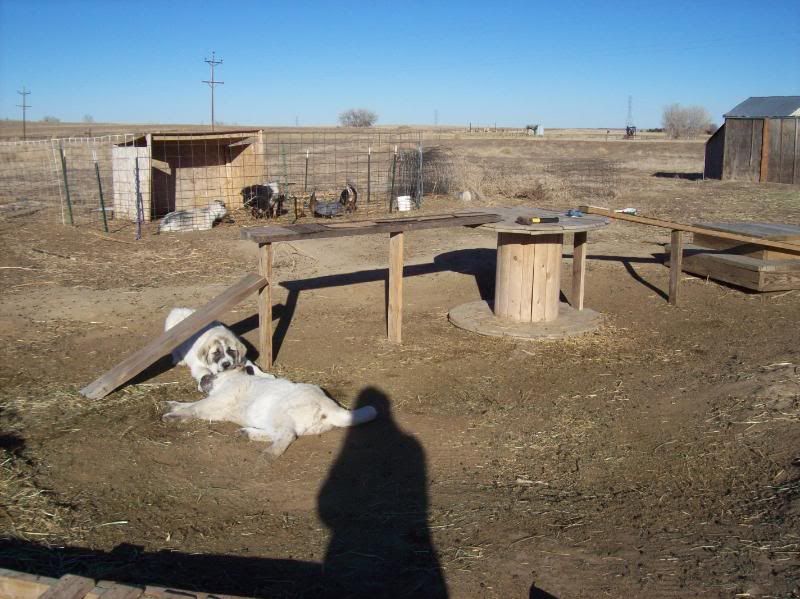 What to do with her?? - Goats