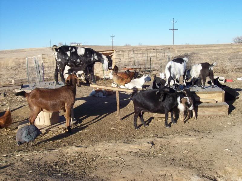 Keep those pictures coming - Goats