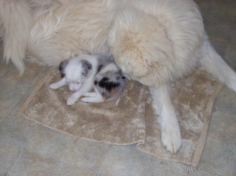 Ok enablers :) ( pix) - Working and Companion Animals