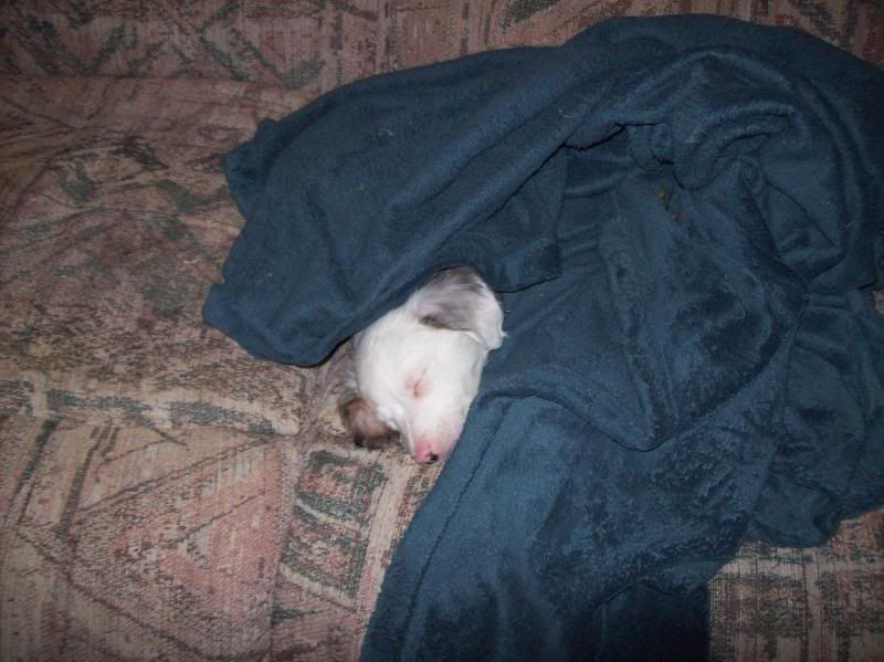 Ok enablers :) ( pix) - Working and Companion Animals