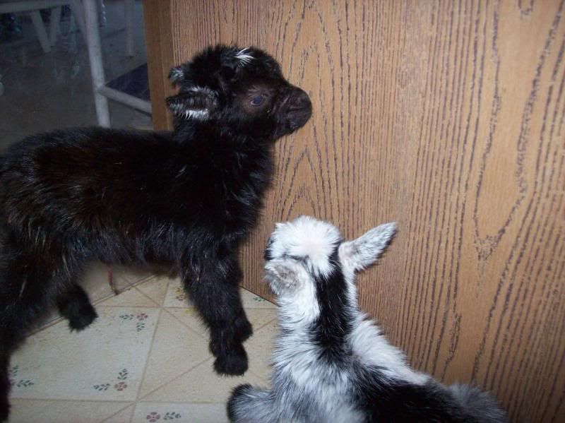 Five more today! - Goats