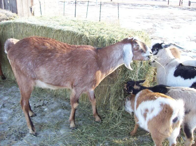 Nubian wether pix for deineria - Goats