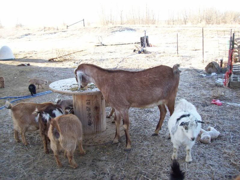 Nubian wether pix for deineria - Goats