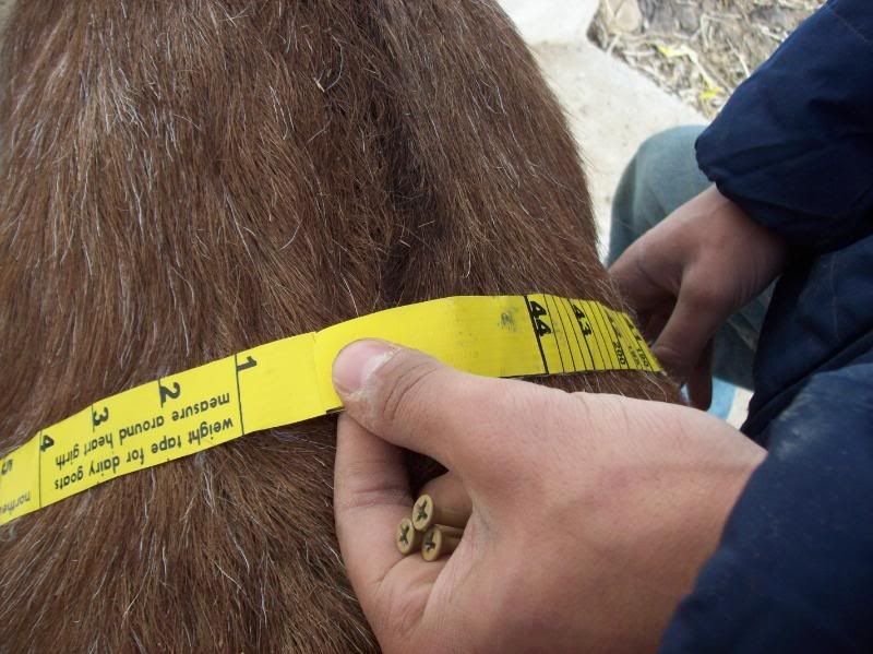 Nubian wether pix for deineria - Goats