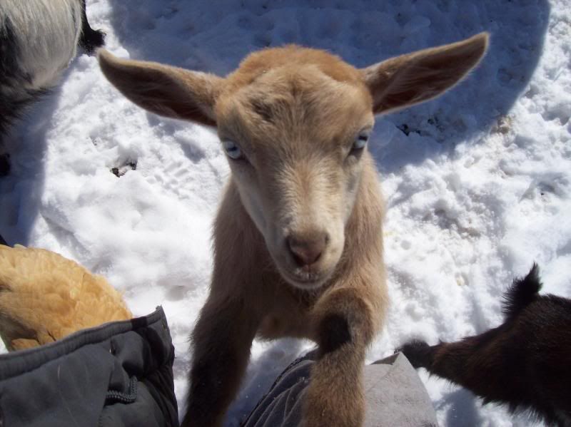 Moderation in all Things - Goats