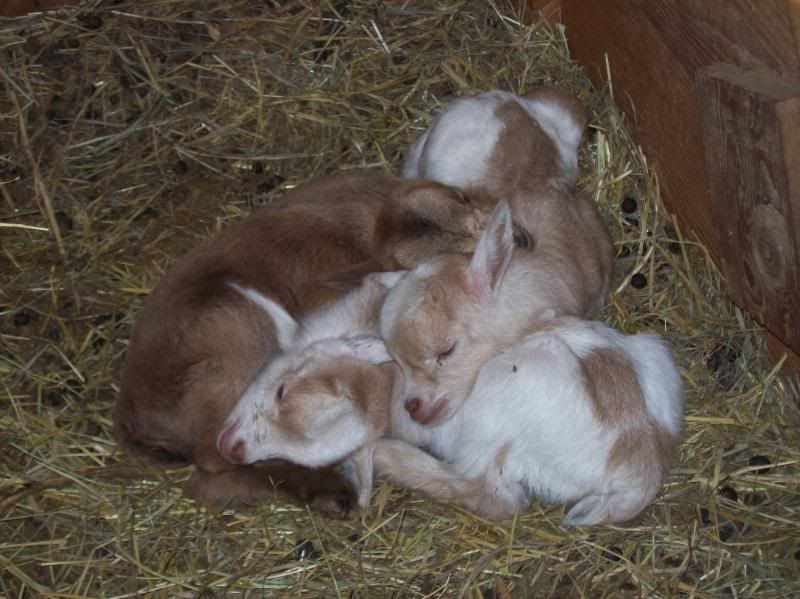 So Would I Like Nigerian Dwarfs? - Goats