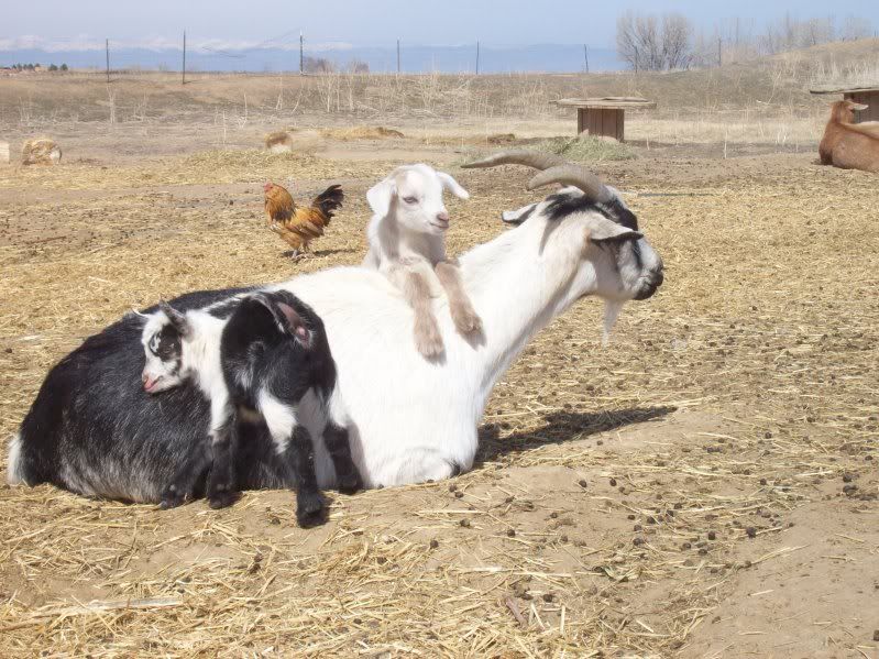 Pixie is gone :( - Goats