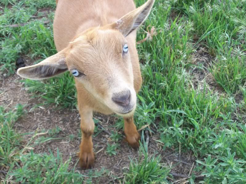 So what's your favorite breed of goat ??? - Goats