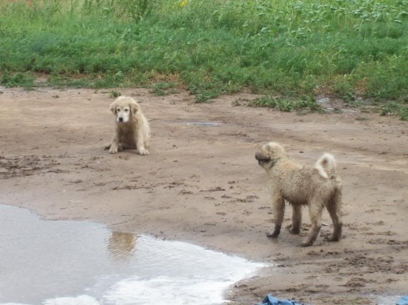 OK, Stop It!! - Goats