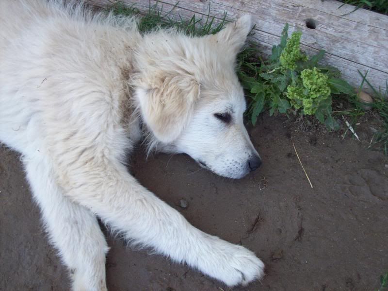 Tucker...... - Working and Companion Animals