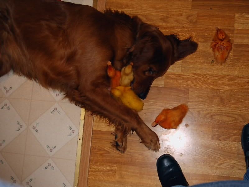 OK, Stop It!! - Goats