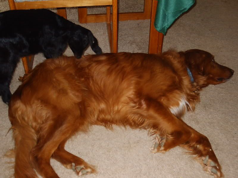 Lets See Em! (your Best Pictures! ) - Goats