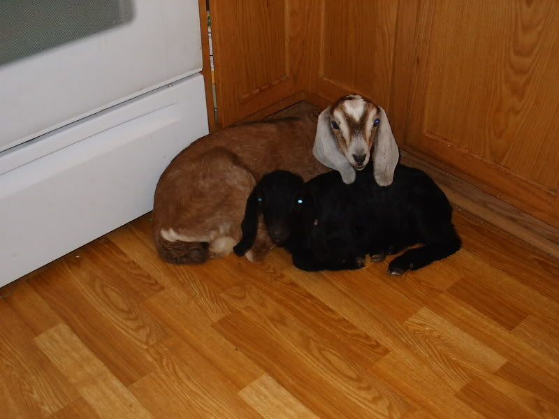 Let's see your goats in the house photos - Goats