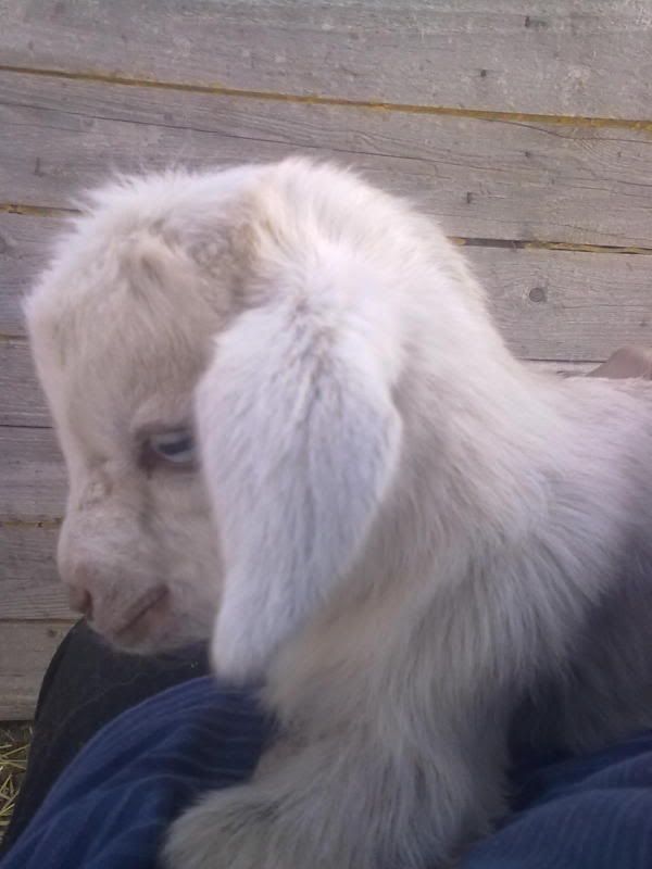 First Planned kids of the Season... - Goats