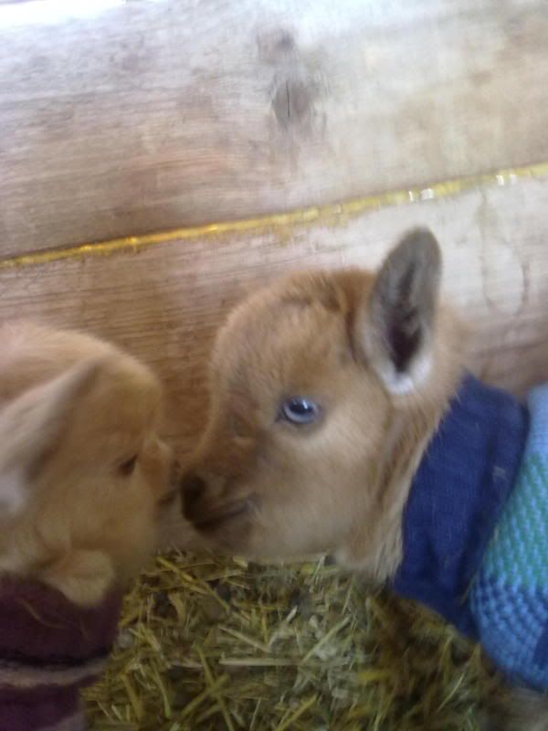 Nigie Triplets (pix) - Goats