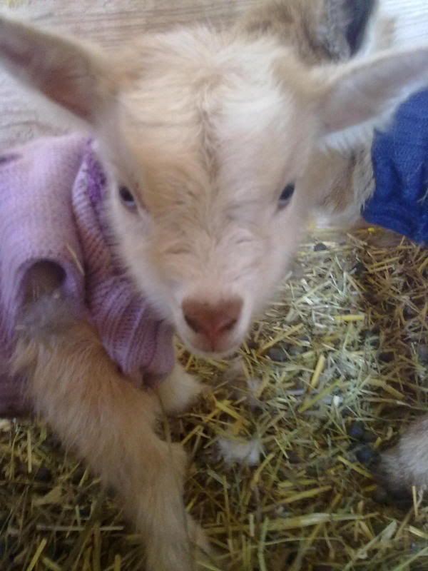 Nigie Triplets (pix) - Goats