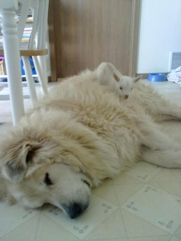 Nigie Triplets (pix) - Goats