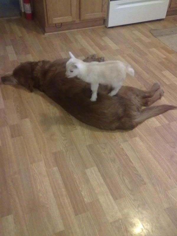 Nigie Triplets (pix) - Goats