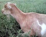 Sick doe, not sure what is wrong. - Goats