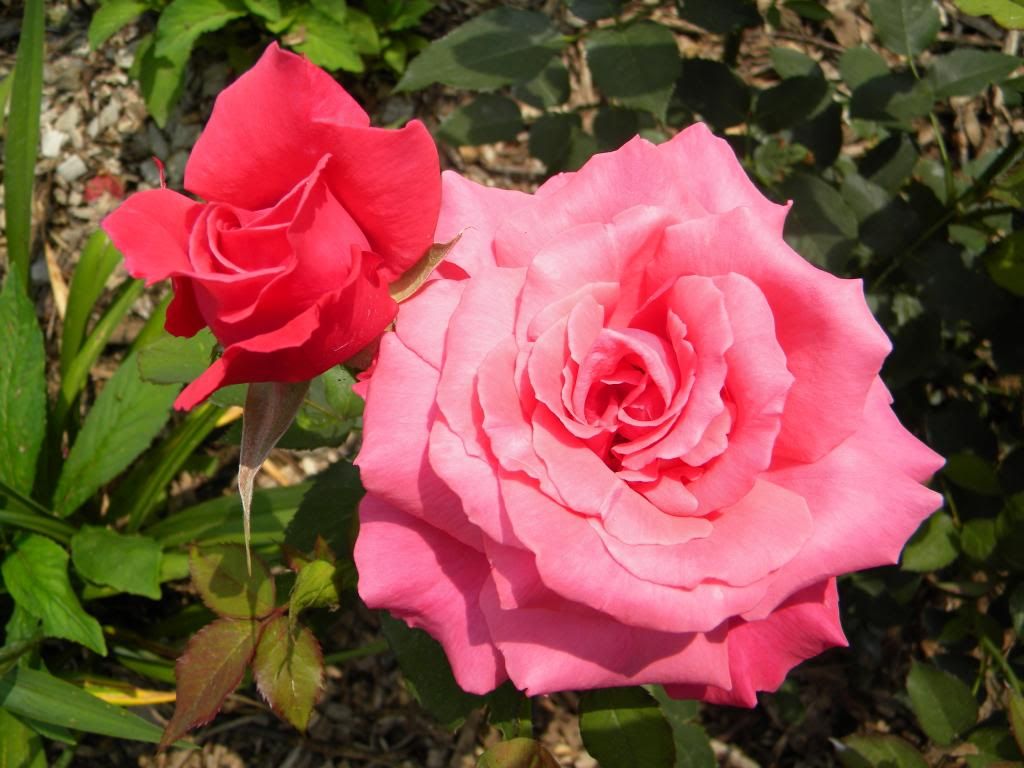 Rose Eletron photo 2010RoseElectron_zpsd4c66783.jpg